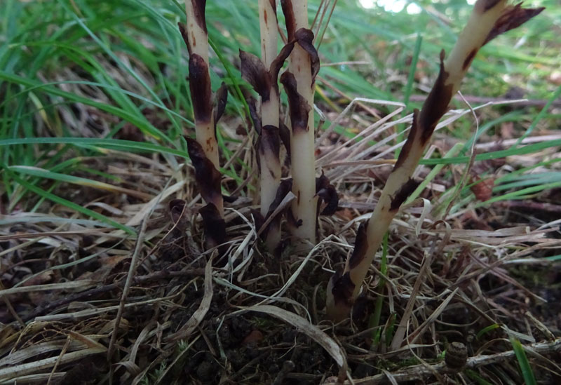  un''orchidea ?.....no, Monotropa hypopitys (Ericaceae)