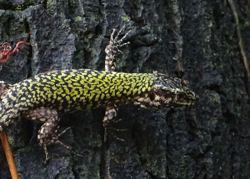 Podarcis muralis - Lacertidae