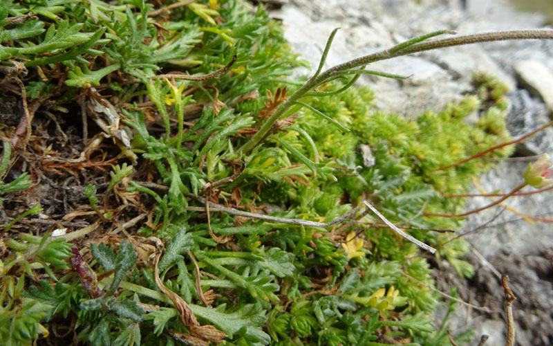 Leucanthemopsis alpina - Asteraceae