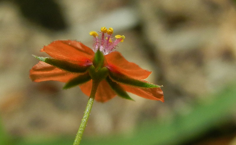 Lysimachia (=Anagallis) arvensis