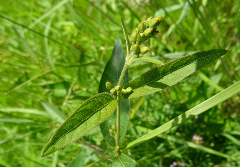 Lysimachia vulgaris / Mazza d''oro comune