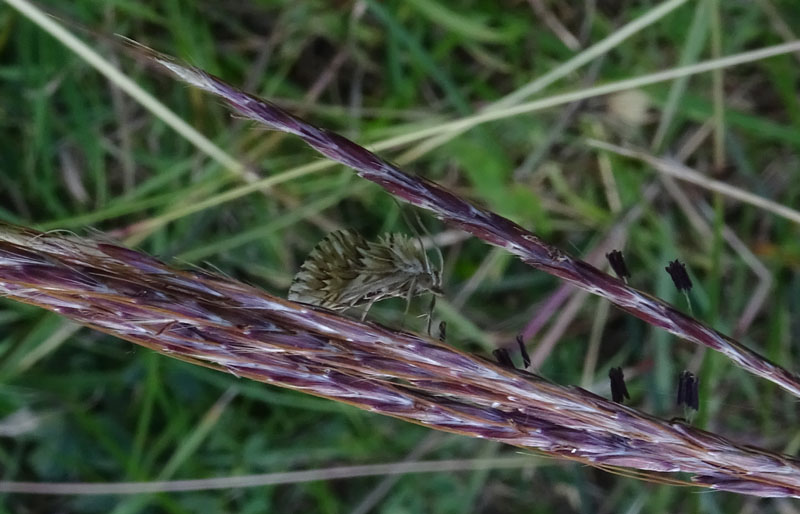 Cynaeda dentalis - Crambidae....dal Trentino