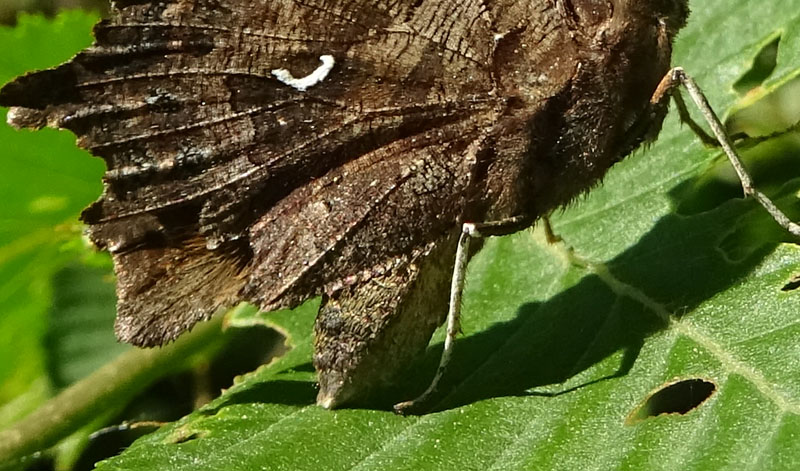 Polygonia c-album....sta deponendo ?.......no !