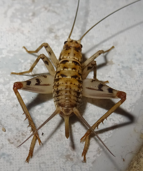 Gryllomorpha dalmatina - Gryllidae....dal Trentino