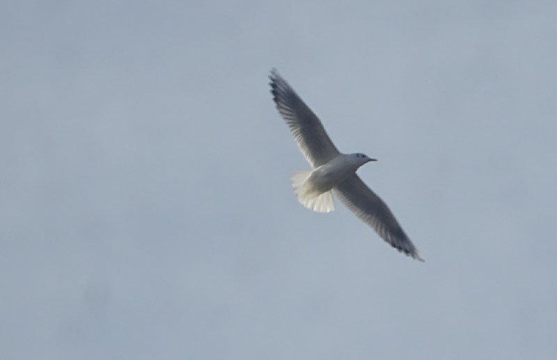 Chroicocephalus ridibundus......(gabbiano comune)