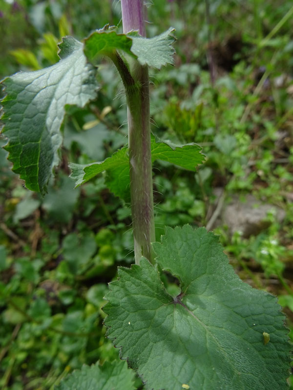 Lunaria annua - Brassicaceae