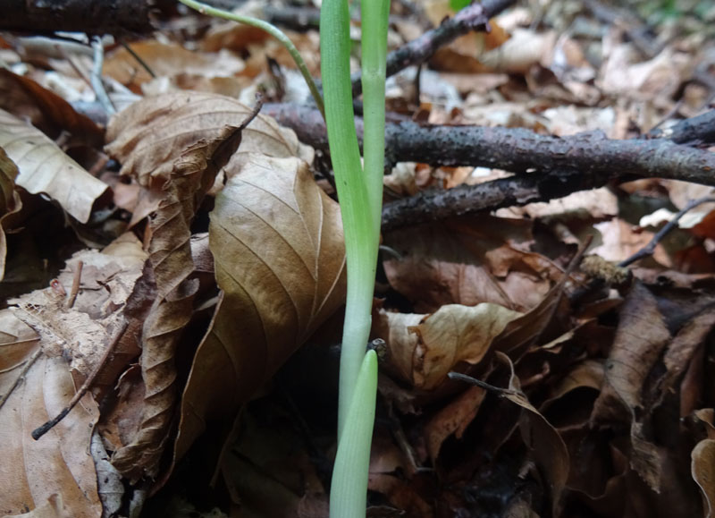 Cephalanthera longifolia.......dal Trentino