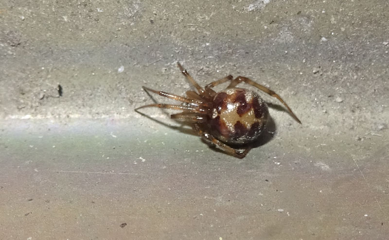 Steatoda triangulosa - Theridiidae