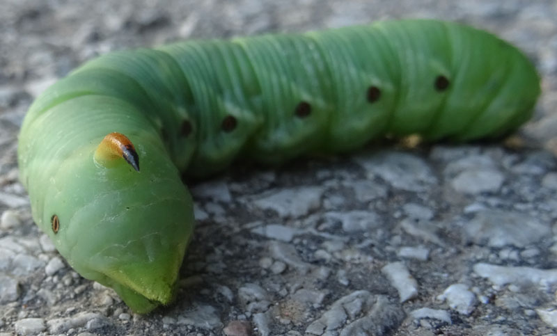 bruco: Agrius convolvuli - Sphingidae