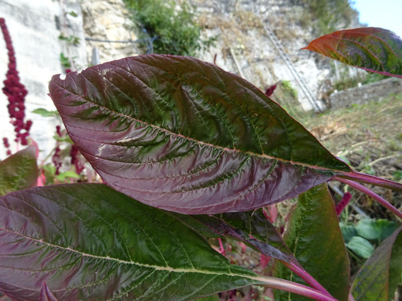 Amaranthus cruentus-hypochondriacus-caudatus