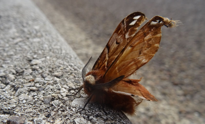 Endromis versicolora......ali compromesse ?