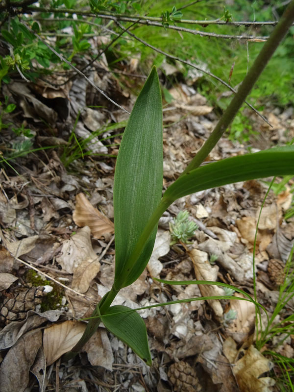 Cephalanthera rubra....da Favogna (BZ)