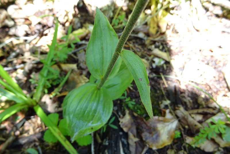 Epipactis atrorubens.......da Sopramonte (TN)