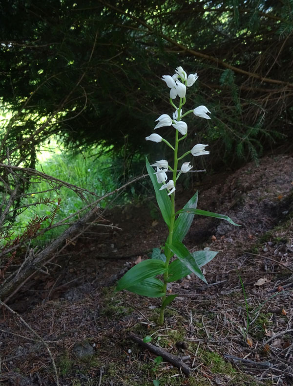 dubbio risolto: Cephalanthera longifolia