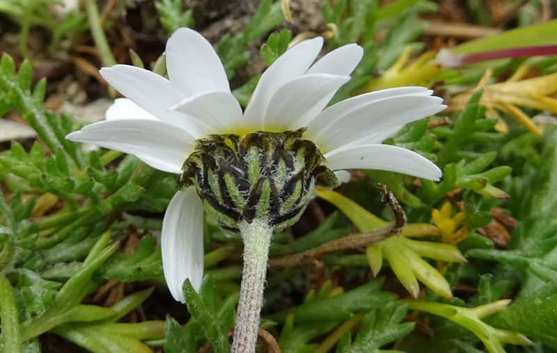 Leucanthemopsis alpina - Asteraceae