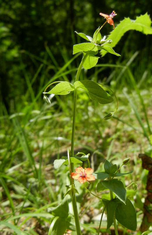 Lysimachia (=Anagallis) arvensis