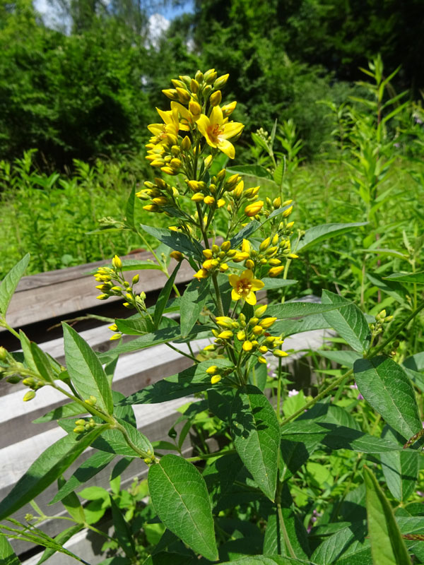 Lysimachia vulgaris / Mazza d''oro comune