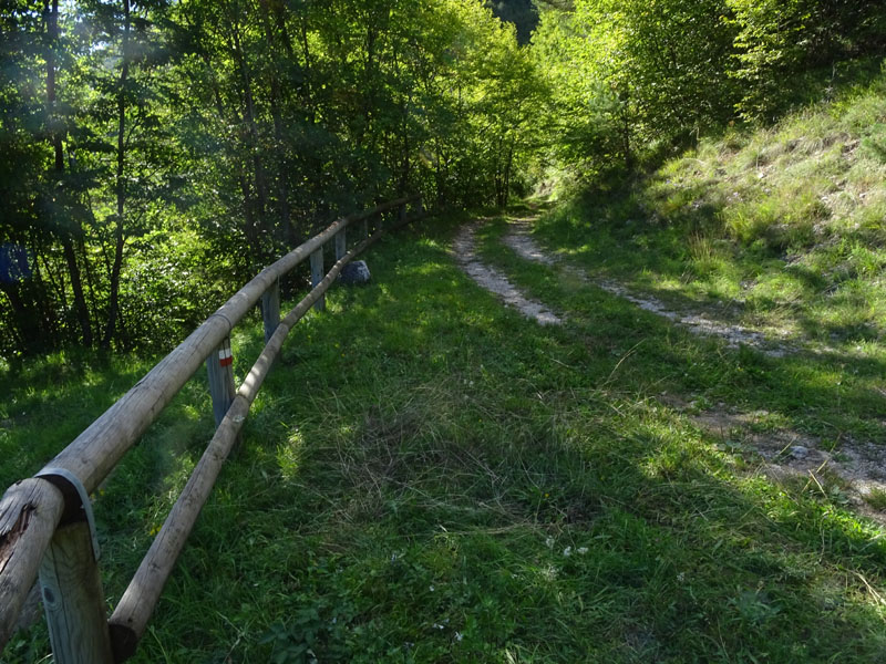 Cynaeda dentalis - Crambidae....dal Trentino