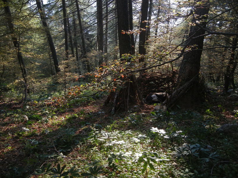 cartelli presenza orso - Ursus arctos