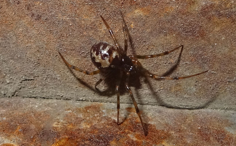 Steatoda triangulosa - Theridiidae