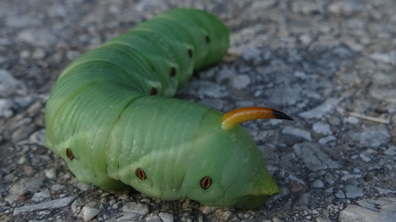 bruco: Agrius convolvuli - Sphingidae