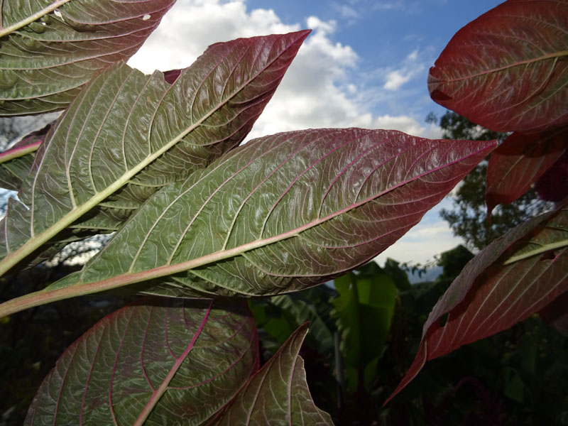 Amaranthus cruentus-hypochondriacus-caudatus