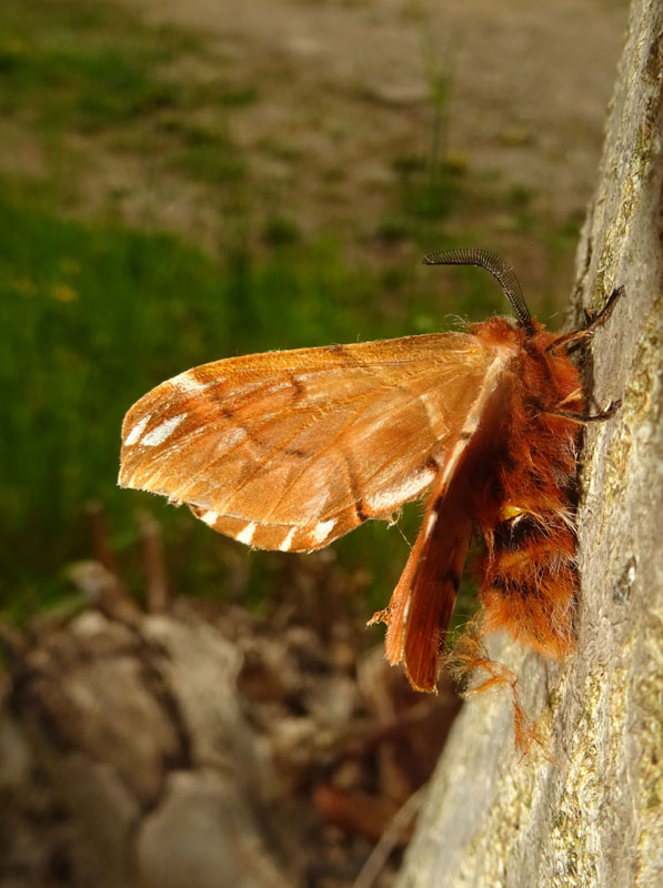 Endromis versicolora......ali compromesse ?