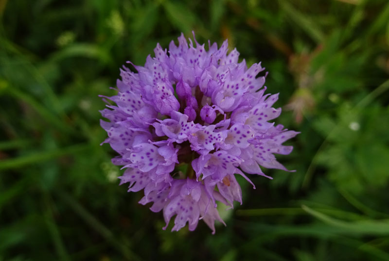 Traunsteinera globosa........Sopramonte (TN)