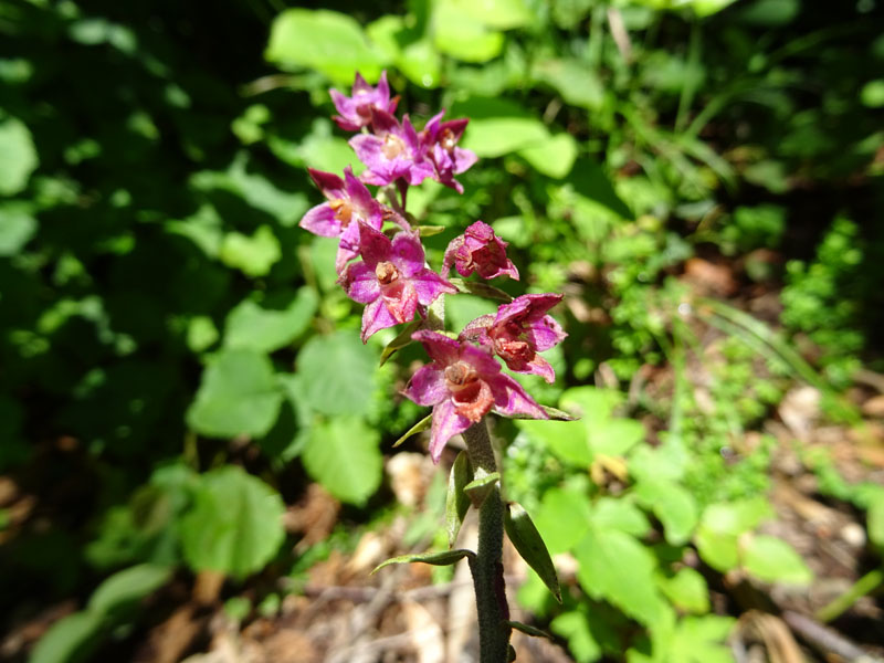 Epipactis atrorubens.......da Sopramonte (TN)