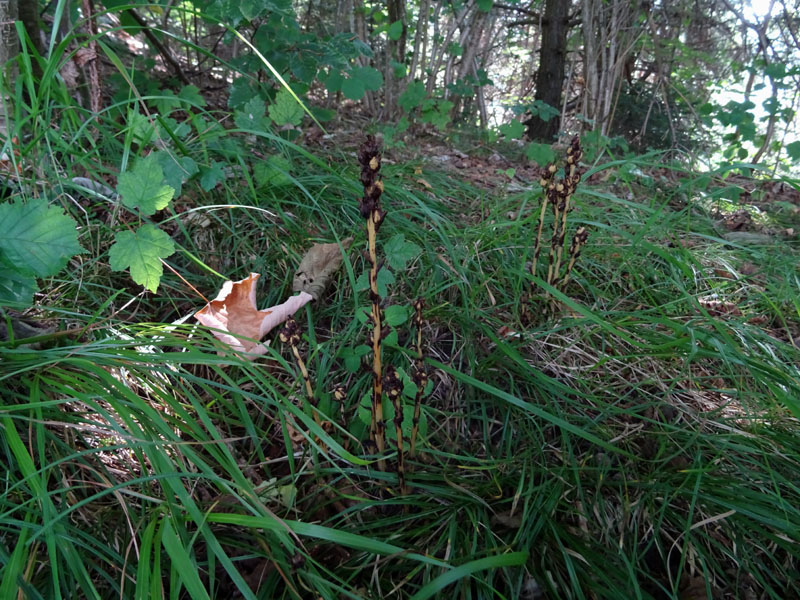  un''orchidea ?.....no, Monotropa hypopitys (Ericaceae)