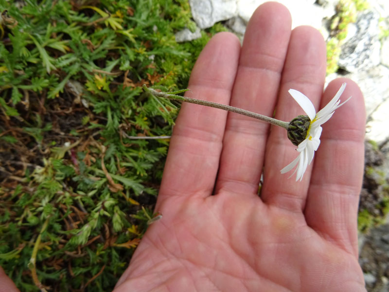 Leucanthemopsis alpina - Asteraceae