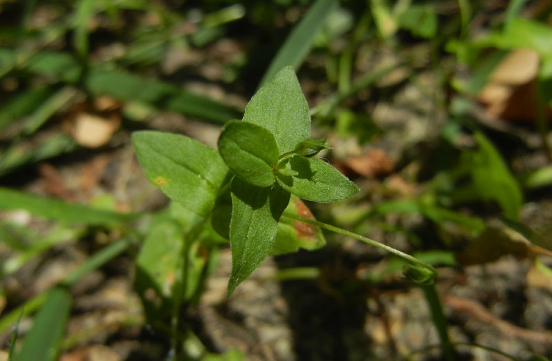 Lysimachia (=Anagallis) arvensis