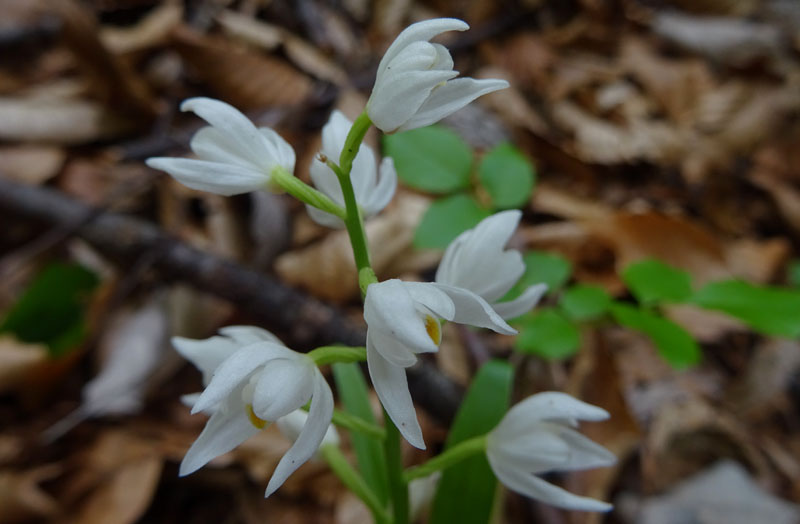 Cephalanthera longifolia.......dal Trentino