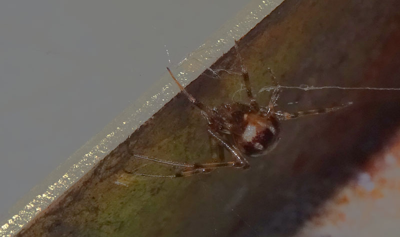 Steatoda triangulosa - Theridiidae