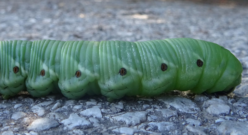 bruco: Agrius convolvuli - Sphingidae