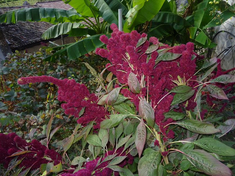 Amaranthus cruentus-hypochondriacus-caudatus