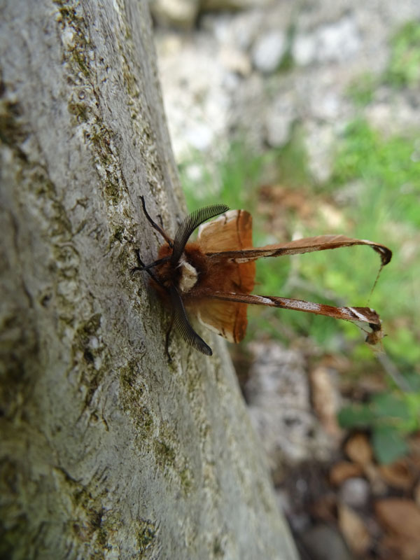 Endromis versicolora......ali compromesse ?