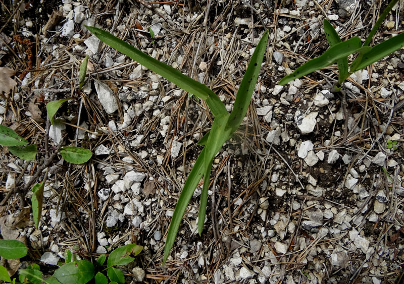 Cephalanthera rubra....da Favogna (BZ)