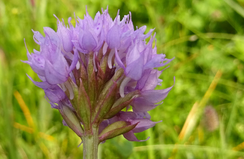 Traunsteinera globosa........Sopramonte (TN)