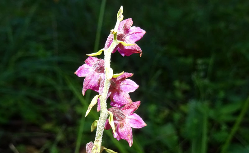 Epipactis atrorubens.......da Sopramonte (TN)