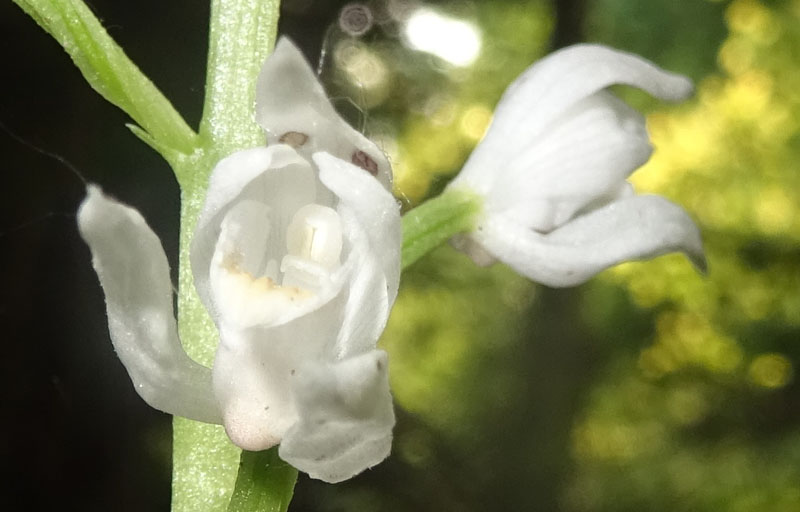 dubbio risolto: Cephalanthera longifolia