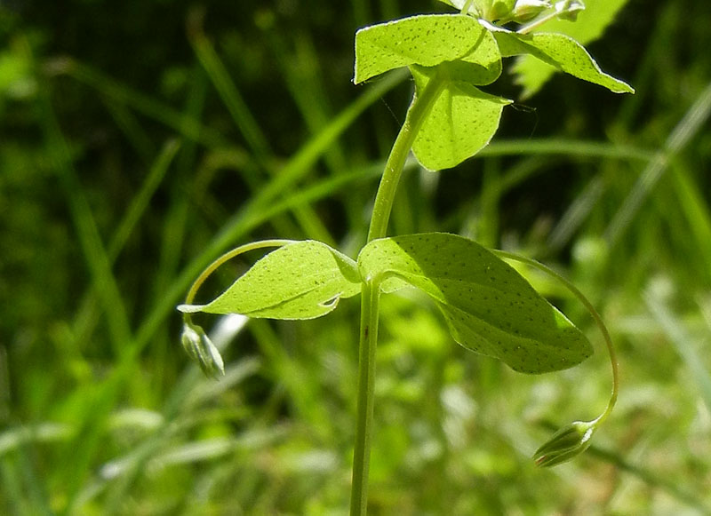 Lysimachia (=Anagallis) arvensis