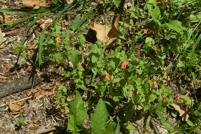 Lysimachia (=Anagallis) arvensis