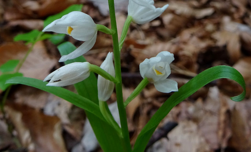 Cephalanthera longifolia.......dal Trentino