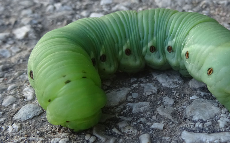 bruco: Agrius convolvuli - Sphingidae