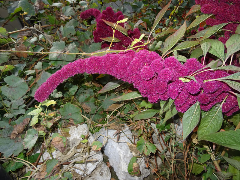 Amaranthus cruentus-hypochondriacus-caudatus