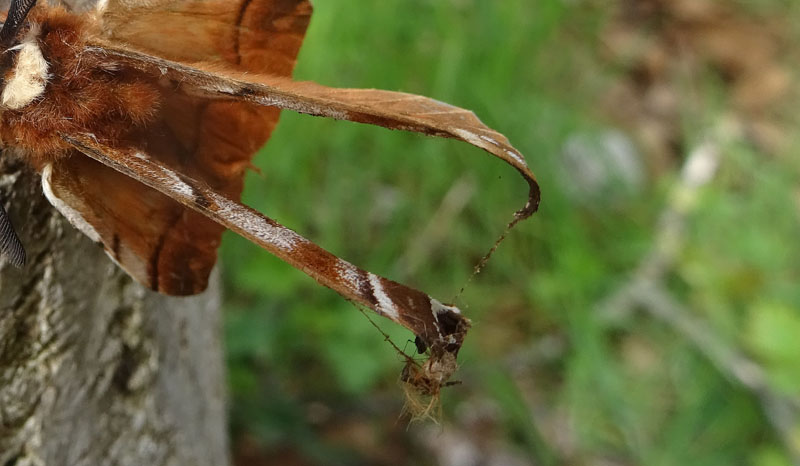 Endromis versicolora......ali compromesse ?