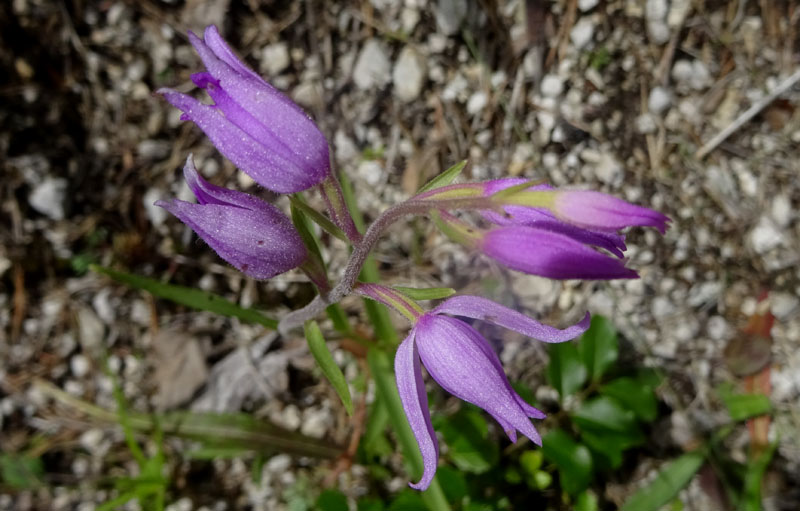 Cephalanthera rubra....da Favogna (BZ)