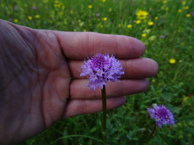 Traunsteinera globosa........Sopramonte (TN)