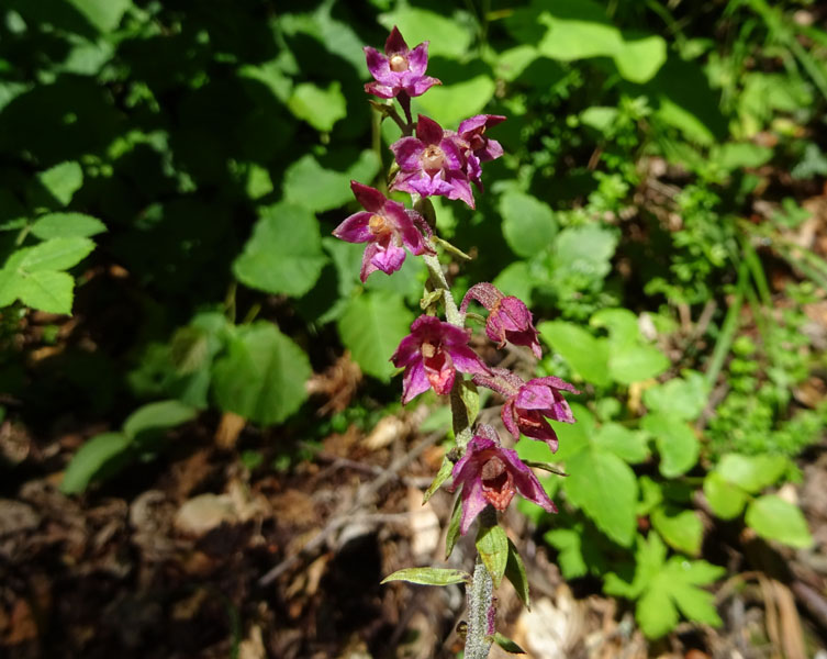 Epipactis atrorubens.......da Sopramonte (TN)